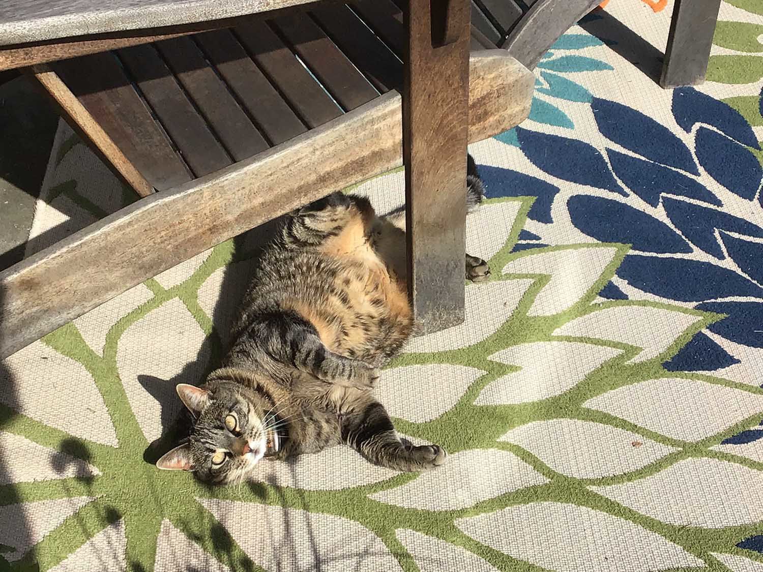 Pic of the Litter: Kiki